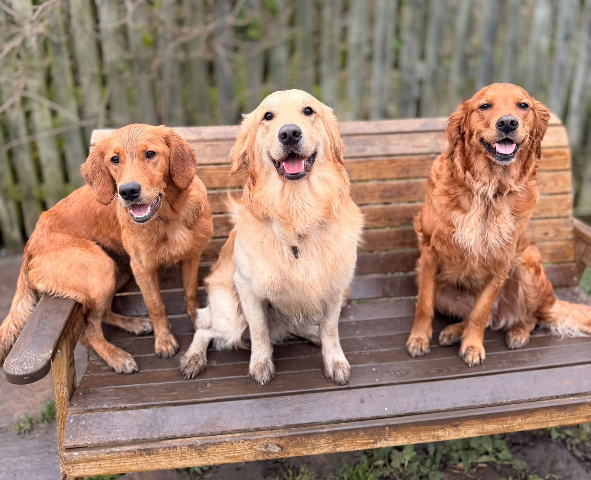 golden-retriever-hero